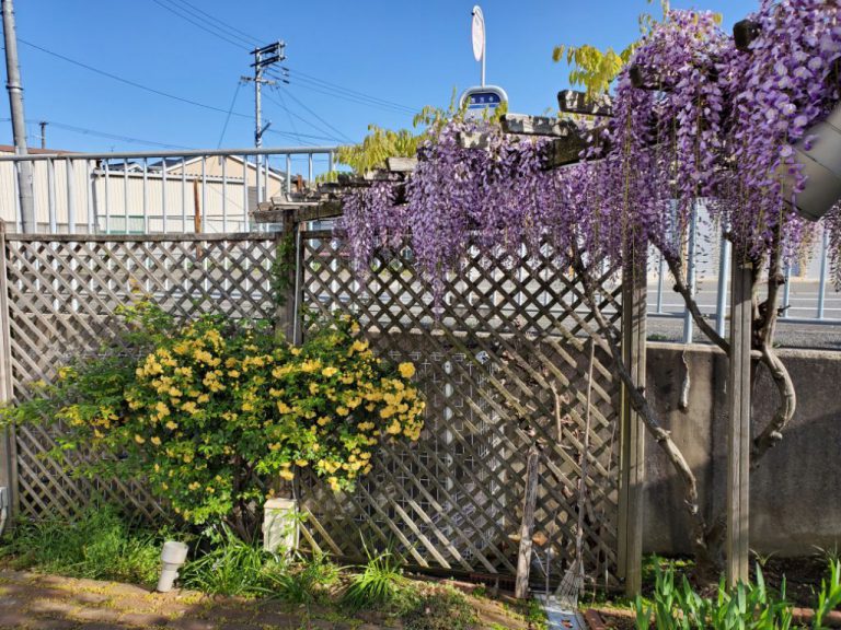 その種59 今が見どころ‼️