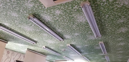 その種41　診療室の上を見上げると！！？